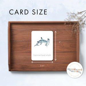Sharks Nomenclature Cards