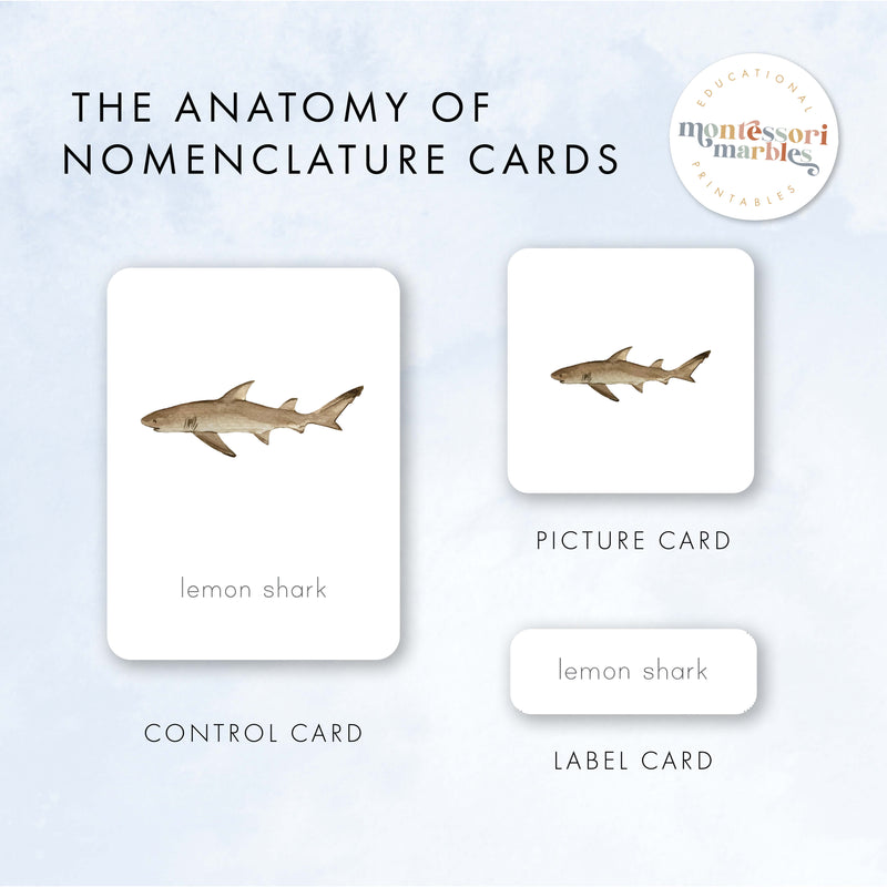 Sharks Nomenclature Cards
