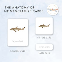 Load image into Gallery viewer, Sharks Nomenclature Cards
