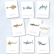 Load image into Gallery viewer, Sharks Nomenclature Cards
