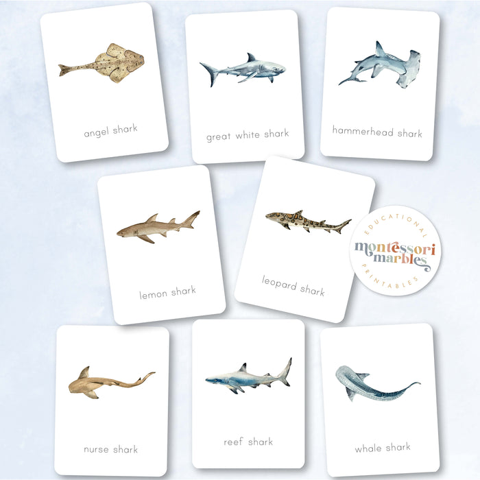Sharks Nomenclature Cards