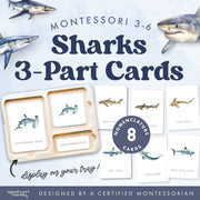 Shark species nomenclature cards with labeled identification—marine biology, ages 3-6