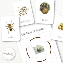 Load image into Gallery viewer, Spider Life Cycle
