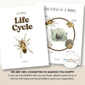 Spider Life Cycle