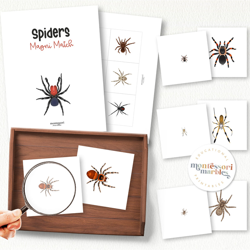 Spiders Magni Match