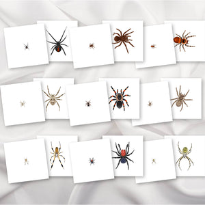 Spiders Magni-Match