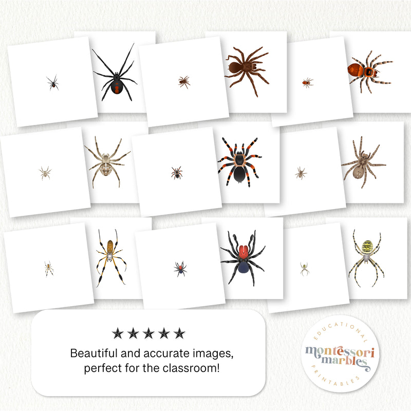 Spiders Magni Match