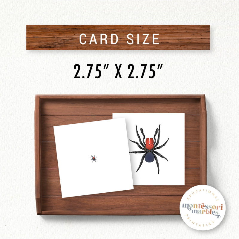 Spiders Magni Match