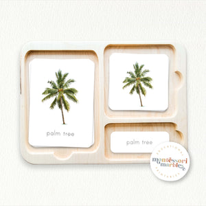 Summer Nomenclature Cards