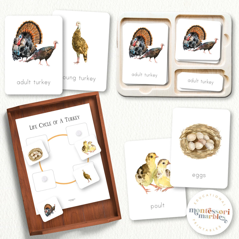 Turkey Life Cycle