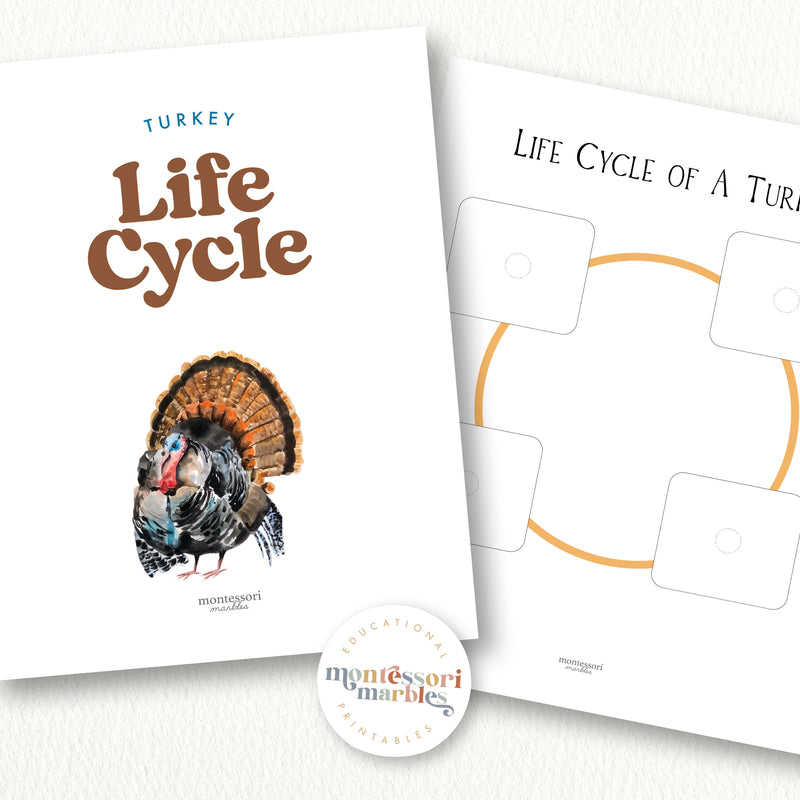 Turkey Life Cycle