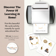 Load image into Gallery viewer, Turkey Life Cycle
