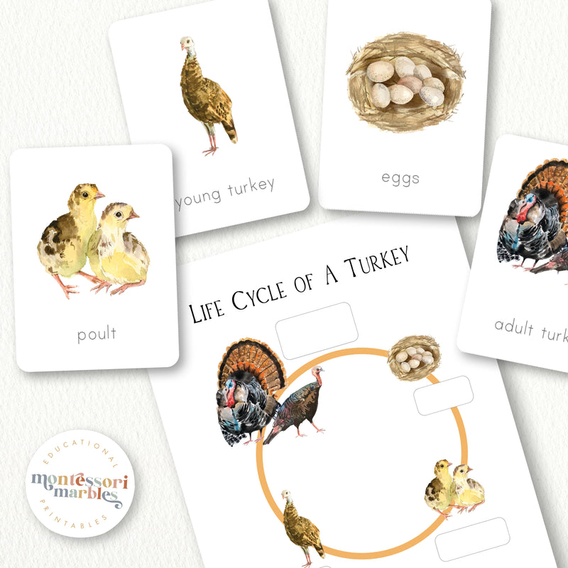 Turkey Life Cycle