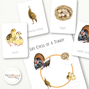 Turkey Life Cycle