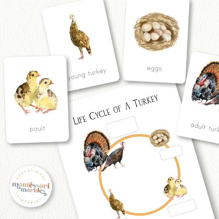 Turkey Life Cycle