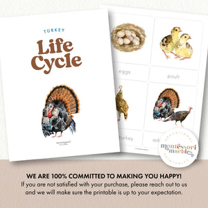 Turkey Life Cycle
