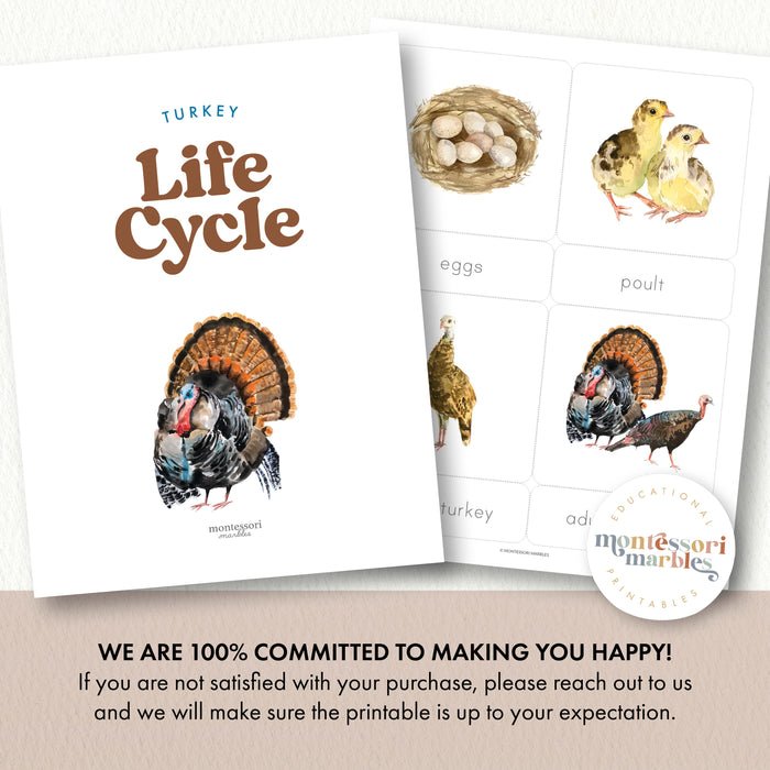Turkey Life Cycle