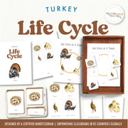 Turkey life cycle diagram for Thanksgiving and bird study
