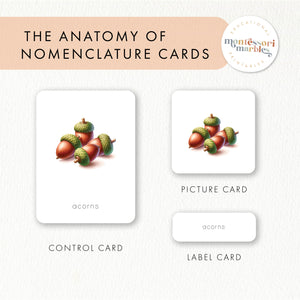 Types of Nuts Nomenclature Cards