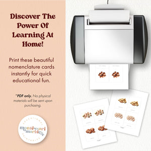 Types of Nuts Nomenclature Cards