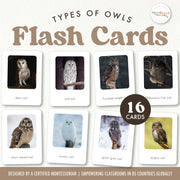 Owl species flash cards with real photos for woodland nature study — ages 3-6