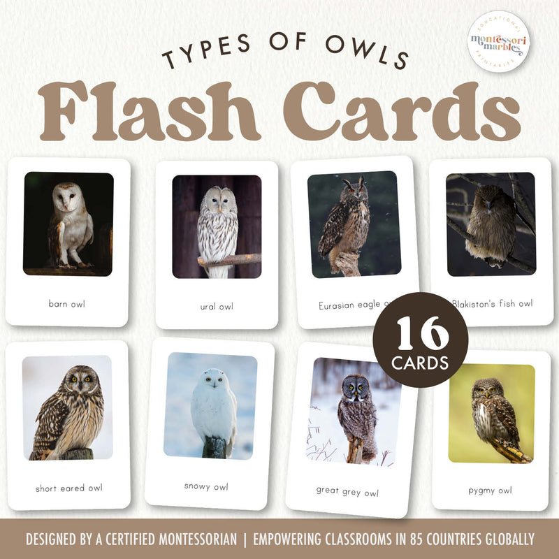 Owl species flash cards with real photos for woodland nature study — ages 3-6