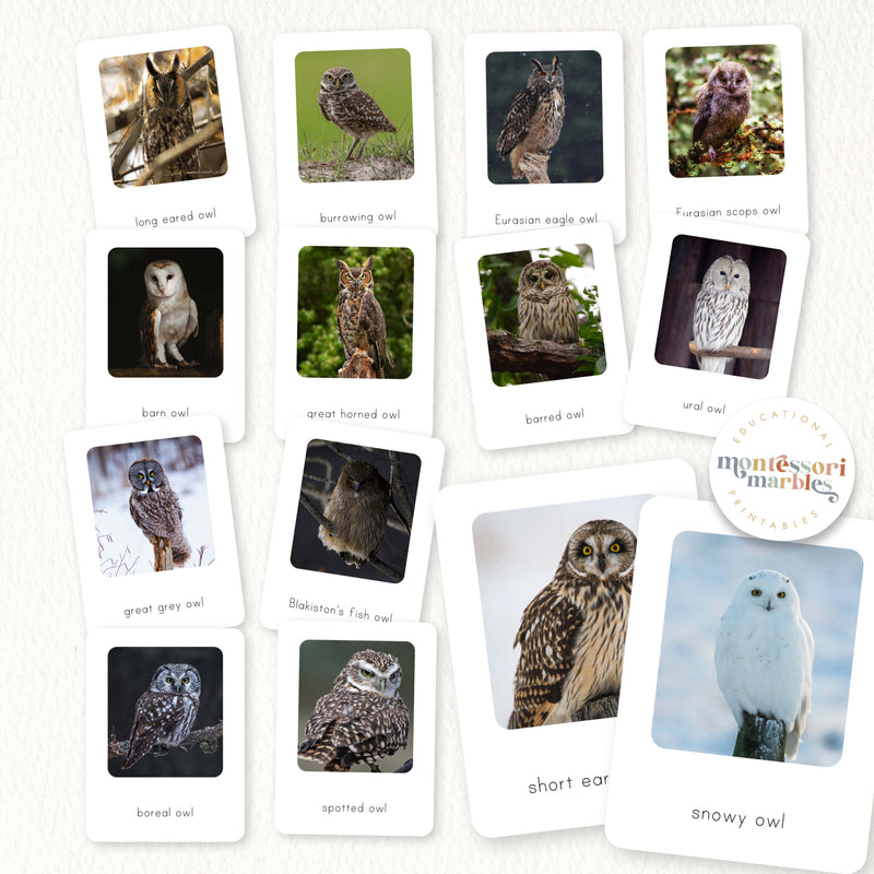 Types of Owls Flash Cards