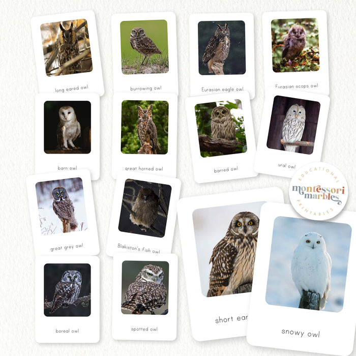 Types of Owls Flash Cards