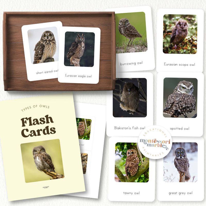 Types of Owls Flash Cards