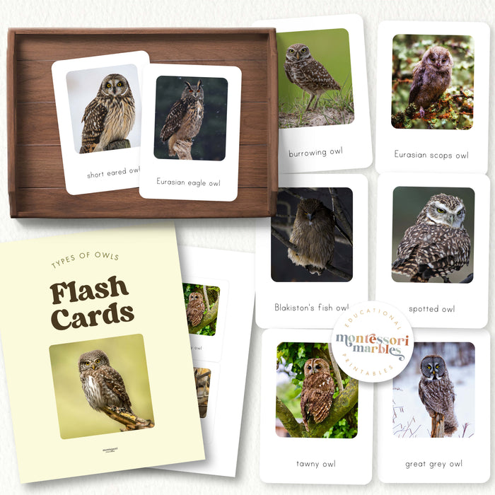 Types of Owls Flash Cards