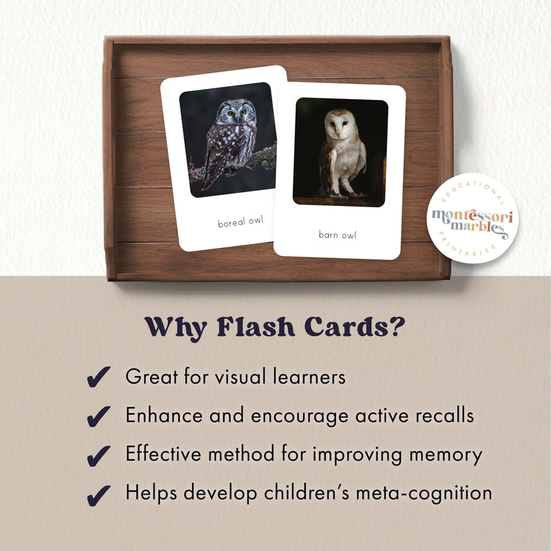 Types of Owls Flash Cards