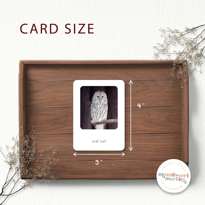 Types of Owls Flash Cards