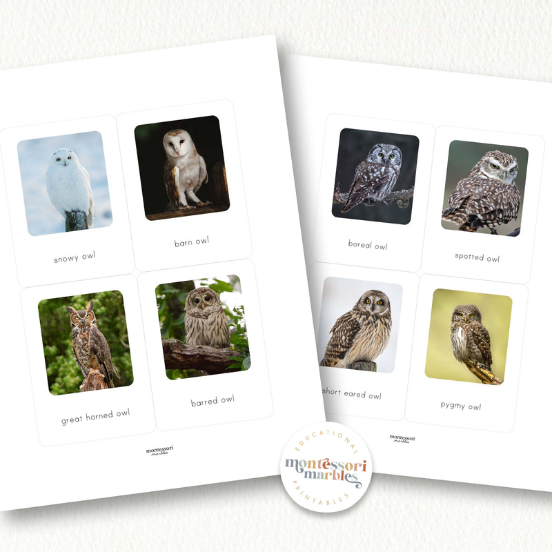 Types of Owls Flash Cards
