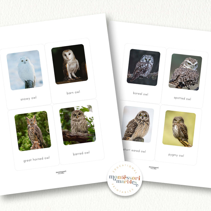 Types of Owls Flash Cards