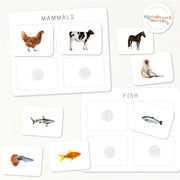 Fish vertebrate cards showing goldfish salmon shark and guppy for sorting activity