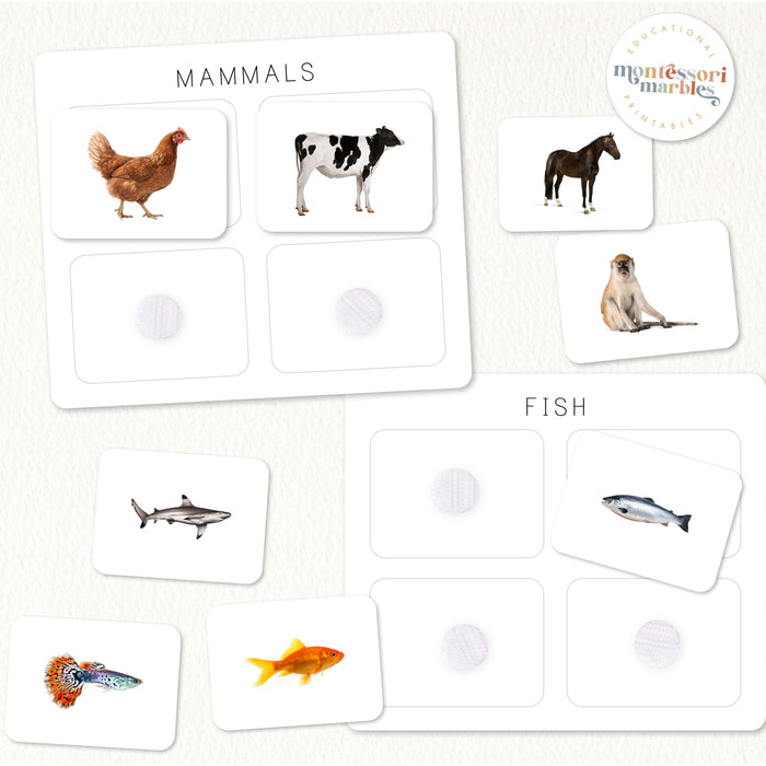 Fish vertebrate cards showing goldfish salmon shark and guppy for sorting activity
