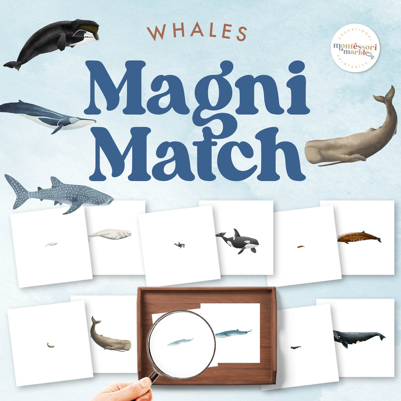 Whale magnifying glass matching activity for marine science study