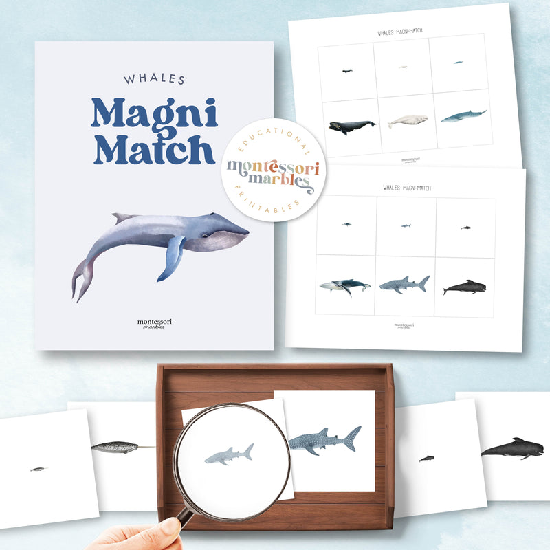 Whales Magni Match