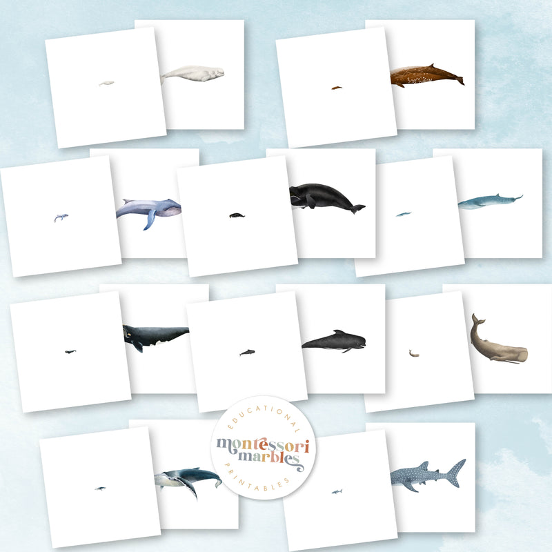 Whales Magni Match
