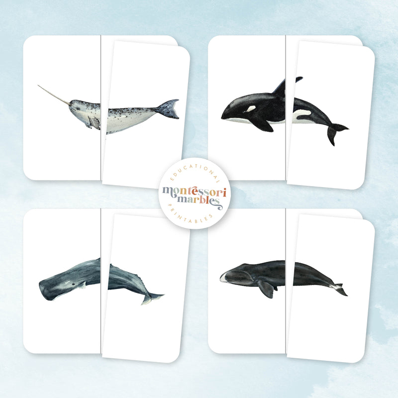 Whales Mini Bundle