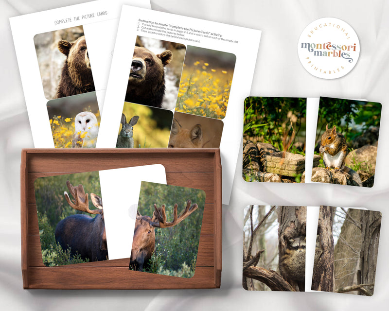 Woodland Animals Complete the Picture