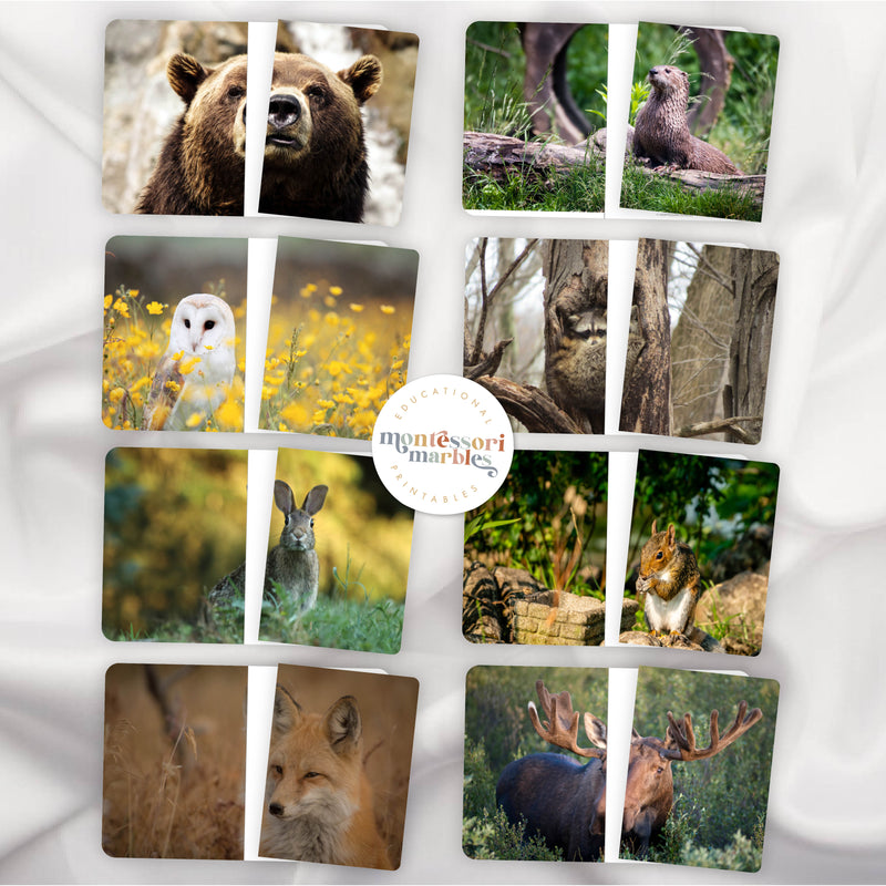 Woodland Animals Complete the Picture