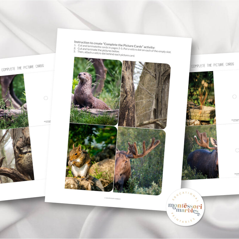 Woodland Animals Complete the Picture