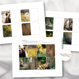 Woodland Animals Complete the Picture
