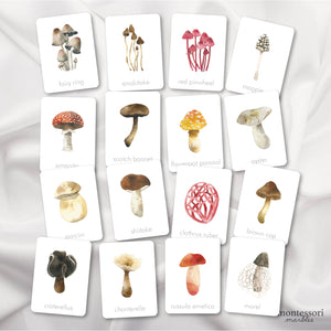 Mushroom Flash Cards