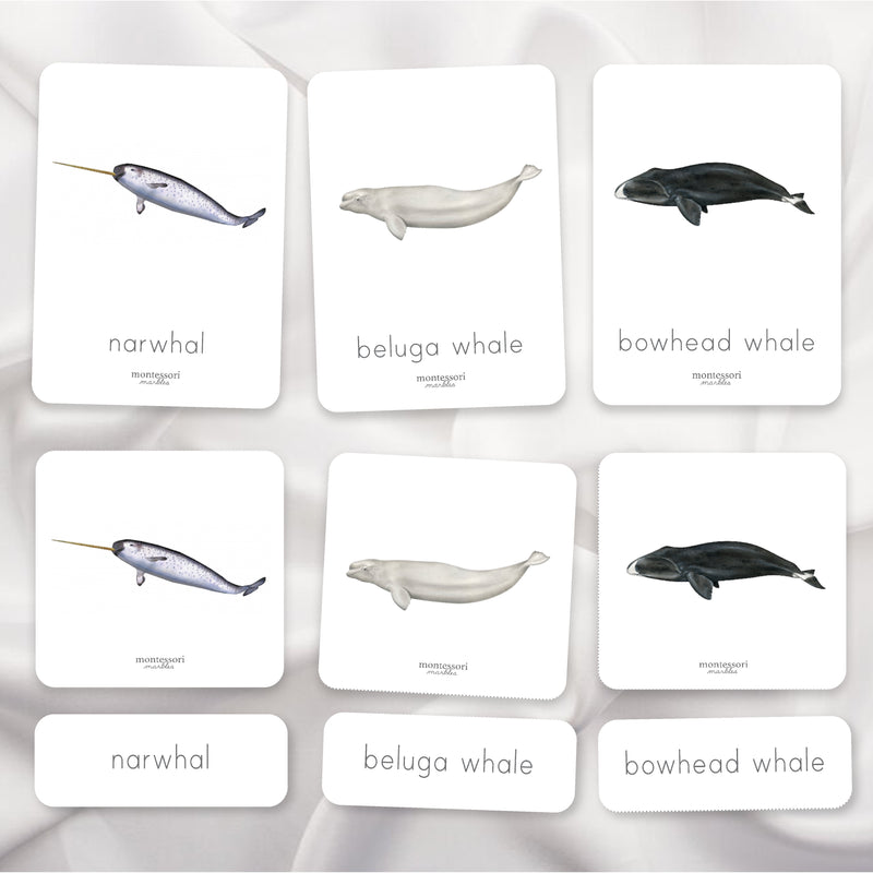Polar Animals Nomenclature Cards