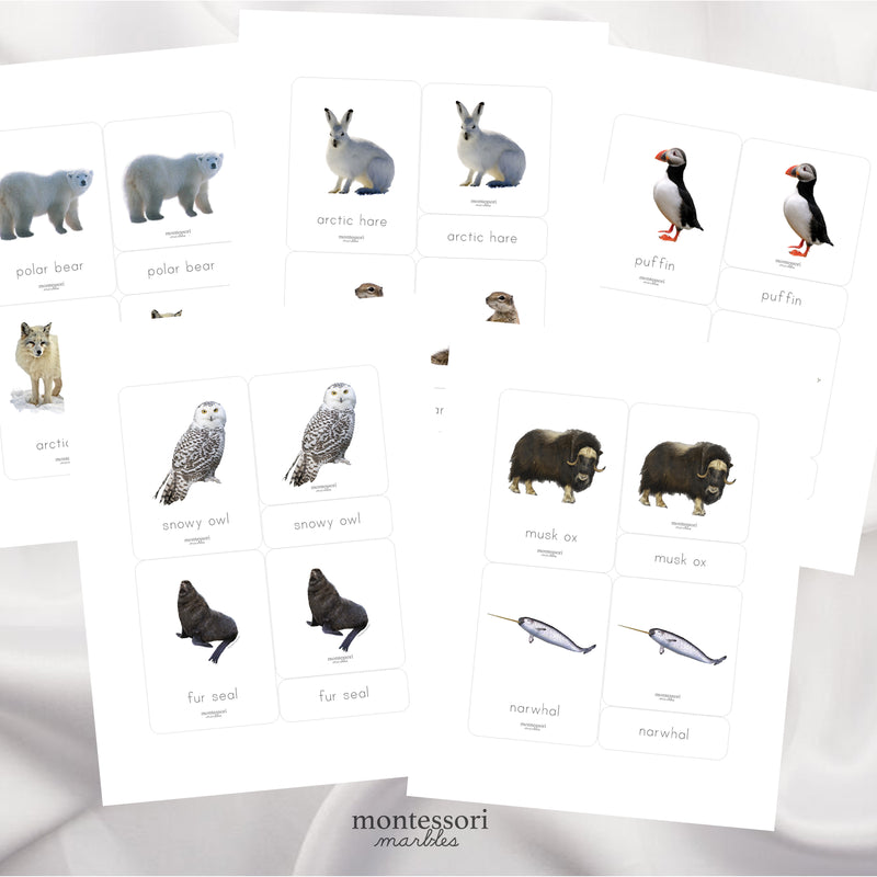 Polar Animals Nomenclature Cards
