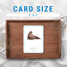 Load image into Gallery viewer, Polar Animals Flash Cards
