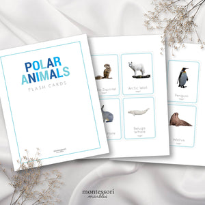 Polar Animals Flash Cards