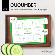 Load image into Gallery viewer, Cucumber Life Cycle
